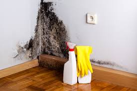 Best Black Mold Removal  in Venice, FL